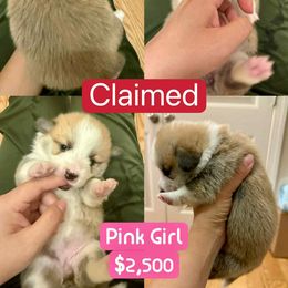 Pembroke Welsh Corgi Puppies from Feathers' Corgis with Tails