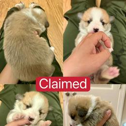 Pembroke Welsh Corgi Puppies from Feathers' Corgis with Tails