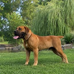 BANKAI - Brown male Boerboel puppy in Pennsylvania from Cold River Boerboels