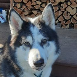 Cloudy Bear - Alaskan Malamute