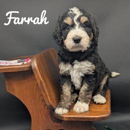 Farrah - Tri-color female Bernedoodle puppy in Lancaster, Minnesota from Richardville Hunde