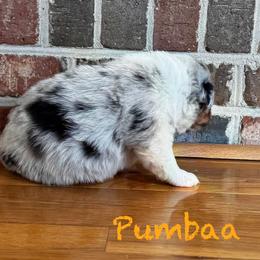 Pumbaa - Blue merle male Australian Shepherd puppy in Blythewood, South Carolina from One Tribe Aussies