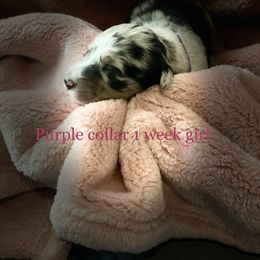 Australian Shepherd Puppies from Sydney’s Sweethearts