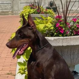 Tilly - Doberman Pinscher