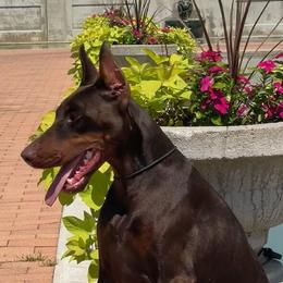 Tilly - Doberman Pinscher