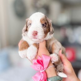 Shine - Chocolate merle female Bernedoodle puppy in Ontario, California from Teddy Doodles & Standard Poodles