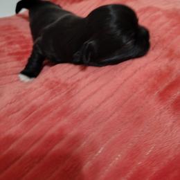 Jax - Black and white male Shih Tzu puppy in Claremore, Oklahoma from Reputable Shih tz Breeders  and Buyers In Oklahoma