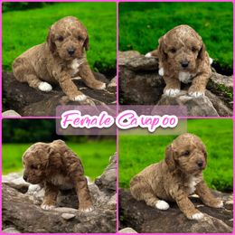 Female Apricot Cavapoo - Apricot female Cavapoo puppy in Harrah, Oklahoma from Sunshines Pomeranians & Cavapoos