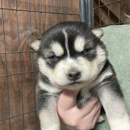 Wendy - Black and white female Siberian Husky puppy in Diamond Lake, Washington from Husky Haven WA