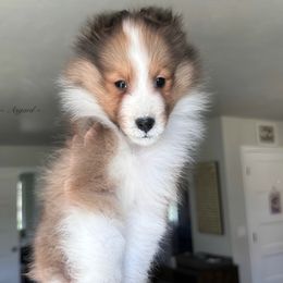 Girl 3 - Shetland Sheepdog puppy in Elk, Washington from Asgard Shetland Sheepdogs