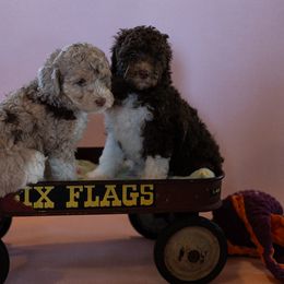 Bo Peep - Red tri-color female Aussiedoodle puppy in Springfield, Missouri from Doodle Dandy Bernedoodles & Aussiedoodles