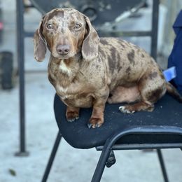 Dachshund puppies from Darling Doxies of Ocala