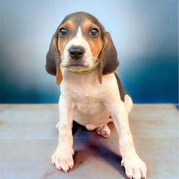 Yellow girl - Tri-colored female Treeing Walker Coonhound puppy in Lovelady, Texas from 3 Color Kennel