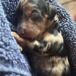 Star - Dapple female Dachshund puppy in Steamboat Springs, Colorado from Steamboat Sausage Squad