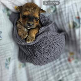Arrow - male Cavapoochon puppy in Bullard, Texas from Cavapoochon Central LLC