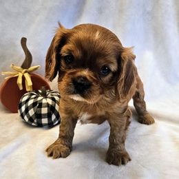 Chestnut - Cavalier King Charles Spaniel puppy from Annie's Puppies