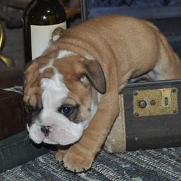 Bulldog Puppies from Flobama English Bulldogs