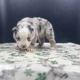 Lyra - Blue merle female Miniature Australian Shepherd puppy in Ellendale, North Dakota from Ark Acres Kennels