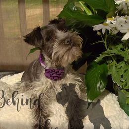 Zoe - Miniature Schnauzer