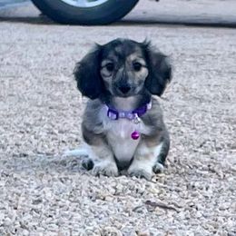 Shaded cream brindle - Cream female Dachshund puppy in Acton, California from DTR