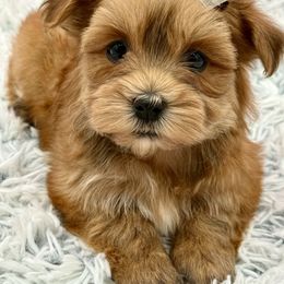 Ruby - Red sable female Havanese puppy in Wappapello, Missouri from Titanium Havanese LLC