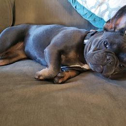 French Bulldog Puppies from NC French Kiss-A-Bulls
