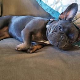 French Bulldog Puppies from NC French Kiss-A-Bulls