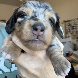 Elizabeth - Dapple female Dachshund puppy in Meridian, Idaho from Schön Duchshund