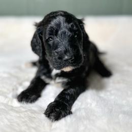 Auber Gene - Black male Goldendoodle puppy in Osage City, Kansas from Golden Ridge Goldens
