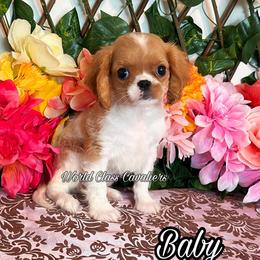 Baby - Blenheim female Cavalier King Charles Spaniel puppy in Hollywood, Florida from World Class Cavaliers