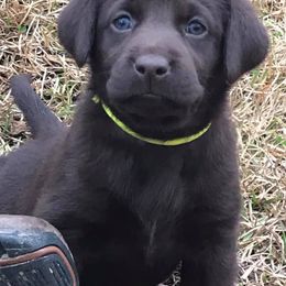 Labrador Retriever Puppies from Choice Chocolate Labs