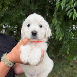 Male pick 2 - Light golden male Golden Retriever puppy in Colville, Washington from Columbia Ridge Goldens