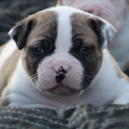 Male 3-Anchor - White and red male American Bulldog puppy in Xenia, Ohio from Bingham's Bulldogs LLC