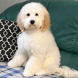 Pamlico's Bowen - Australian Labradoodle