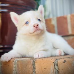 Fawn - White female Pomsky puppy in Greenville, South Carolina from Thicketty Mountain Pomskies