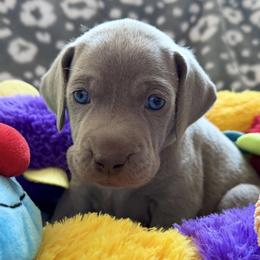 Girl Puppy From Litter - Silver gray female Weimaraner puppy in Carter, Montana from PM Weimaraners