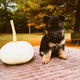 Eve (yellow) - Black and red female German Shepherd puppy in Union City, Ohio from Heaven’s Angels