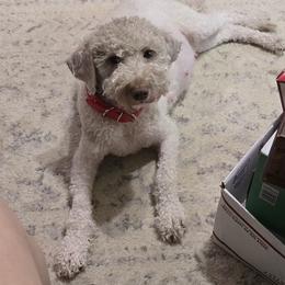 Sunday - Goldendoodle
