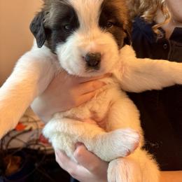 Teal - Brindle and white female Saint Bernard puppy in Auburn, Washington from Sara’s Saint Bernards