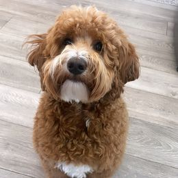 Charlie - Goldendoodle