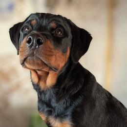 Heckler - Black and mahogany male Rottweiler puppy in Oroville, California from Von Brennan kennels