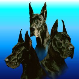 Great Danes from Colra Danes