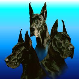 Great Danes from Colra Danes