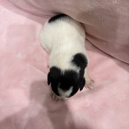 Border Collie Puppies from Vowell Farm Border Collies