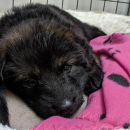 German Shepherd Puppies from Reign Land