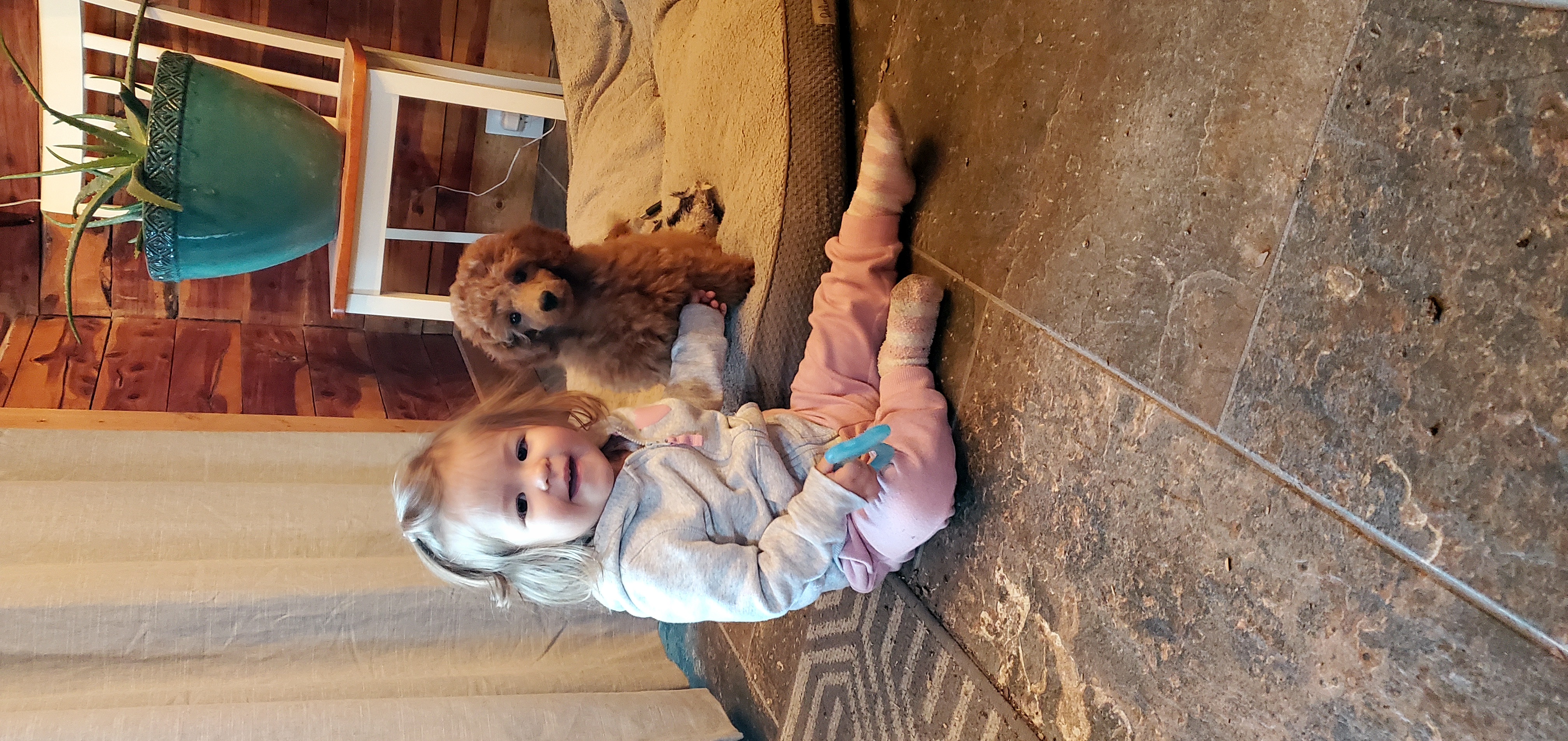 Poodle Puppies from Cedar House Heritage Poodles