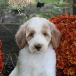 Australian Shepherd, Goldendoodle, and Poodle Puppies from 5AFarms