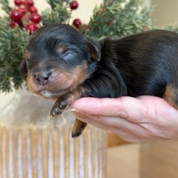 Stew - Tri-color male Cavapoo puppy in Yuciapa, California from AlltheDoodlez_