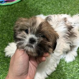 Zyva - Black gold and white female Shih Tzu puppy in Bourne, Massachusetts from Shih Tzu Pups
