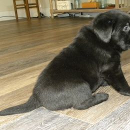 Labrador Retriever Puppies from Freedom Labradors